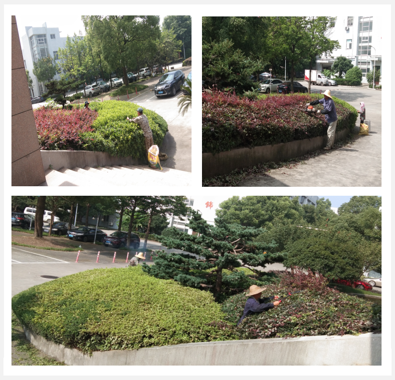 美化绿化，我们在行动      