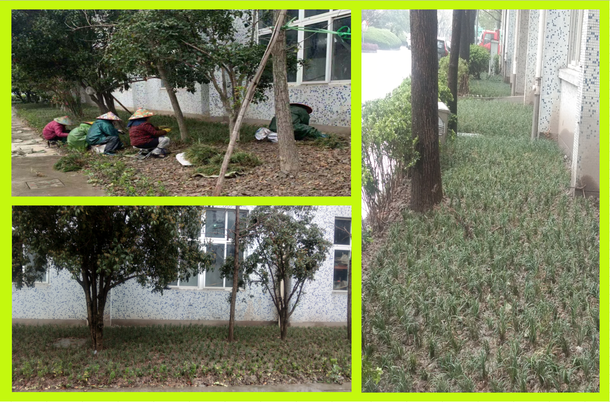 莳植绿化，美化坏境