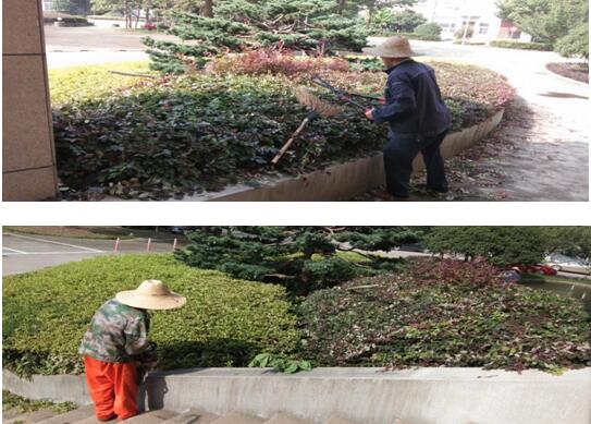 绿植修剪，美化情形